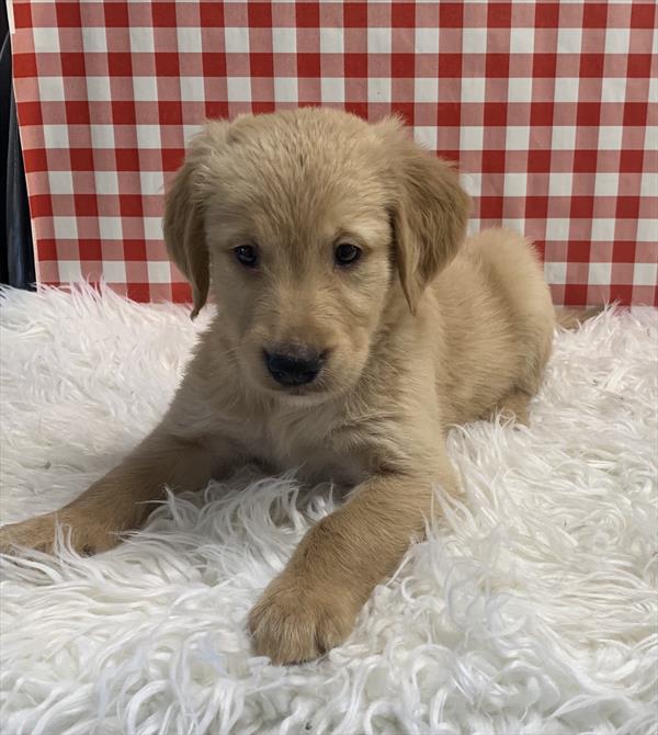 Golden Retriever Puppy